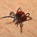 Infrared Sauna Therapy for Lyme Disease: Is It Really Effective?